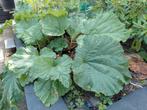 Rabarber zaden, Tuin en Terras, Planten | Tuinplanten, Overige soorten, Volle zon, Eenjarig, Ophalen of Verzenden