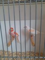 Mozaïek kanaries, Dieren en Toebehoren, Vogels | Kanaries, Meerdere dieren, Kleurkanarie