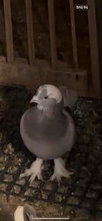 Bulan olursa bana ulasin lutfen, Dieren en Toebehoren