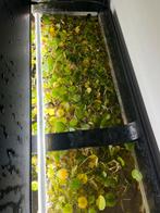 Aquarium drijfplanten (Kikkerbeet) Moet weg!, Vis