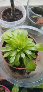 Pinguicula is wakker uit winterslaap, vleesetend plantje, Ophalen, Halfschaduw, Minder dan 100 cm