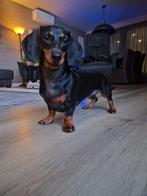 Aller liefste teckel., Dieren en Toebehoren, Rabiës (hondsdolheid), Korthaar, Teef, Dwerg