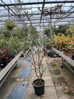 Photinia fraseri 'Pink Marble' Glansmispel €49,95, Ophalen of Verzenden, Overige soorten, Struik, 100 tot 250 cm