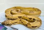 1.0 Boa C. I. IMG Jungle Ghost poss het. Albino Kahl, Dieren en Toebehoren, Reptielen en Amfibieën, Slang, 0 tot 2 jaar