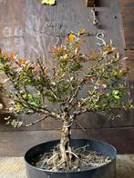 Mooie bonsai, Tuin en Terras, Planten | Bomen, Bloeit niet, Halfschaduw, Minder dan 100 cm, Overige soorten
