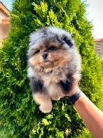 Pomeriaan Merle Tan pups teefjes, Rabiës (hondsdolheid), 15 weken tot 1 jaar, Overige rassen, Buitenland