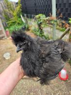 Zijdehoen hanen van 10 weken gratis af te halen., Dieren en Toebehoren, Mannelijk, Kip