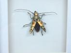 insekt Tmesisternus Rafaelae, Verzamelen, Dierenverzamelingen, Ophalen of Verzenden, Nieuw, Insect, Opgezet dier