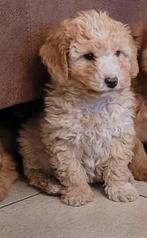 Prachtige Maltipoo x labradoodle, Dieren en Toebehoren, CDV (hondenziekte), 8 tot 15 weken, Meerdere, Nederland