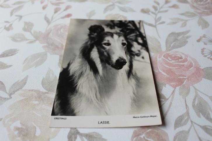 Oude z/w Lassie Postkaart - TV Hond, Schotse Collie, MGM, VS, Verzamelen, Ansichtkaarten | Themakaarten, Ongelopen, 1940 tot 1960