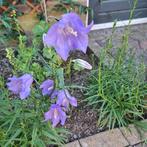 Perzikbladklokje lila, Tuin en Terras, Bloembollen en Zaden, Ophalen of Verzenden, Zaad