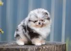 Exotische Pomeranian puppy (bearface) | klein | Stamboom, Dieren en Toebehoren, 8 tot 15 weken, Buitenland, Teef, Eén hond