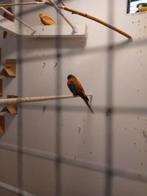 te koop 1 jonge  turqsineparkiet, Dieren en Toebehoren, Vogels | Overige Vogels, Mannelijk, Tropenvogel, Geringd