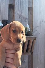 blond en rode reutjes - dwerg teckel pups 🏡🐶, Dieren en Toebehoren, Honden | Teckels en Dashonden, 8 tot 15 weken, Korthaar