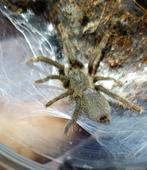 Hysterocrates Gigas, Dieren en Toebehoren