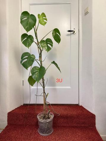 Monstera Variegata planten gratis afhalen beschikbaar voor biedingen