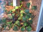 Terrarium met of zonder rode rattenslang, Dieren en Toebehoren, Reptielen en Amfibieën | Toebehoren, Ophalen, Zo goed als nieuw