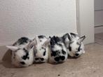 Jonge hangoor konijnen, Dieren en Toebehoren, Konijnen, Meerdere dieren, Hangoor