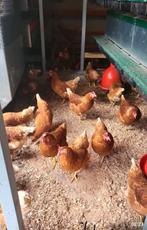 Bruine kippen, Dieren en Toebehoren, Pluimvee, Vrouwelijk, Kip
