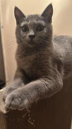 Britse Korthaar Kittens /gevaccineerd! Mogen per direct weg!, Dieren en Toebehoren, Katten en Kittens | Raskatten | Korthaar, Ontwormd