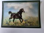 kaart paard paarden veulen dier arabier, Ophalen, 1980 tot heden, Ongelopen, Paard