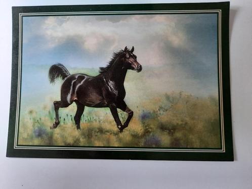 kaart paard paarden veulen dier arabier, Verzamelen, Ansichtkaarten | Dieren, Ongelopen, 1980 tot heden, Paard, Ophalen