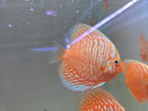 Discusvissen, Dieren en Toebehoren, Vissen | Aquariumvissen, Zoetwatervis, Vis, Schoolvis