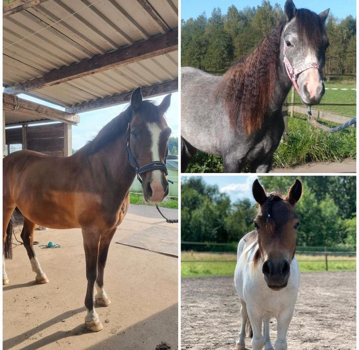 verzorgponys aangeboden aarle rixtel, Dieren en Toebehoren, Paarden en Pony's | Verzorgingsproducten, Nieuw, Ophalen