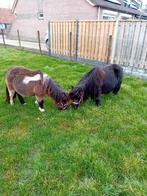 Te koop een drachtige mini merrie eneen bont mini hengstje, Dieren en Toebehoren, Pony's, Merrie, A pony (tot 1.17m), Met stamboom