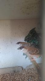 Koppel ceres amadines, Dieren en Toebehoren, Vogels | Overige Vogels, Meerdere dieren, Tropenvogel