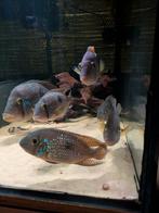 parelmoer cichlide, Geophagus brasiliensis, Vis, Zoetwatervis