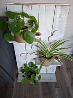 Verschillende stekjes pannenkoekenplantjes en graslelies!, Ophalen, Halfschaduw, Minder dan 100 cm