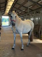 Suerte – Lieve, slimme recreatiemerrie mét karakter, Dieren en Toebehoren, Paarden, Merrie, Recreatiepaard, 11 jaar of ouder