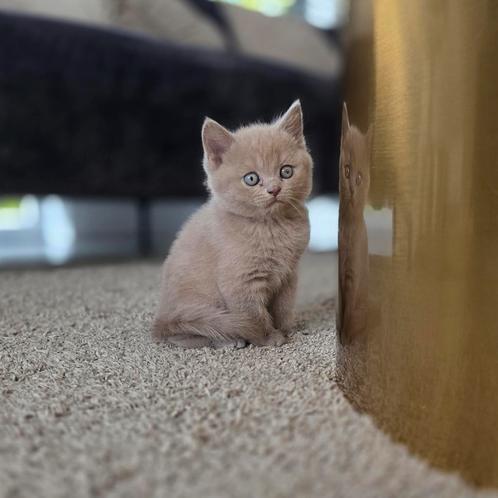 Raszuivere brits korthaar kitten (poes) kleur Lilac, Dieren en Toebehoren, Katten en Kittens | Raskatten | Korthaar, Meerdere dieren