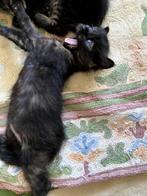 half Siamese kittens, Geslacht onbekend, Ontwormd, 0 tot 2 jaar