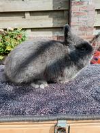 Kleurdwerg blauw, Dieren en Toebehoren, Konijnen, Mannelijk, Dwerg