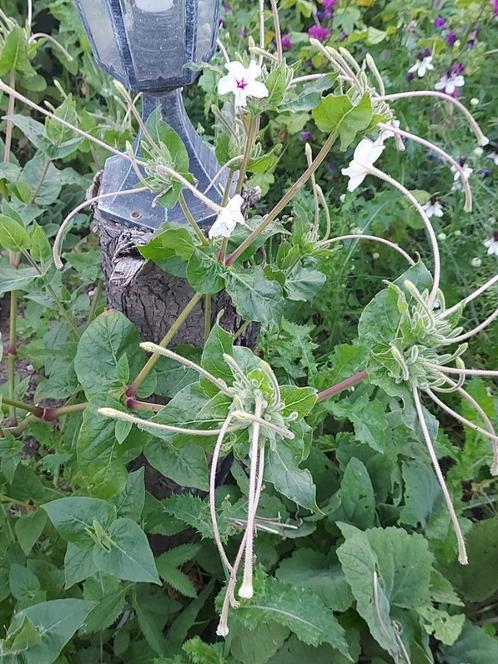 Mirabilis Longiflora, Tuin en Terras, Bloembollen en Zaden, Zaad, Voorjaar, Volle zon, Ophalen of Verzenden