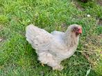 Te koop 4 Brahma hennen, Dieren en Toebehoren, Pluimvee, Vrouwelijk, Kip