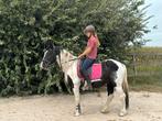 Leuke Epony, Dieren en Toebehoren, Pony's, E pony (1.48m - 1.57m), B, Ruin, 3 tot 6 jaar