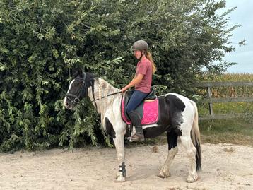 Leuke Epony beschikbaar voor biedingen