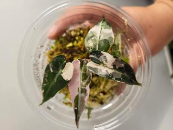 Tc planten, in zak en geacclimatiseerd  beschikbaar voor biedingen