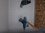 Te koop 8 forpussen, Dieren en Toebehoren, Meerdere dieren, Parkiet, Geringd