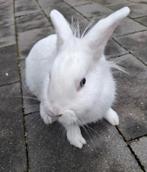 Lief vrouwtjes konijn 4 maanden oud, Vrouwelijk