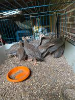 Aangeboden, Parelhoen kuikens, Dieren en Toebehoren, Pluimvee, Meerdere dieren, Kip