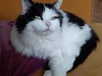 Vermist: Langharige wit-zwarte kater Igor, Kat