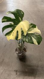 Monstera Variagata "Thai Constelation", Huis en Inrichting, Kamerplanten, Ophalen of Verzenden, Overige soorten, In pot, Minder dan 100 cm
