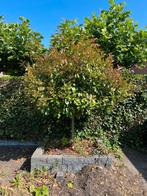 Boom te koop, Tuin en Terras, Planten | Bomen, Ophalen, Overige soorten