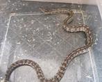 Anery tessera rattenslang, Dieren en Toebehoren, Slang