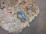 Goudhamsters  9weken oud, Dieren en Toebehoren, Knaagdieren, September, Meerdere dieren, Hamster