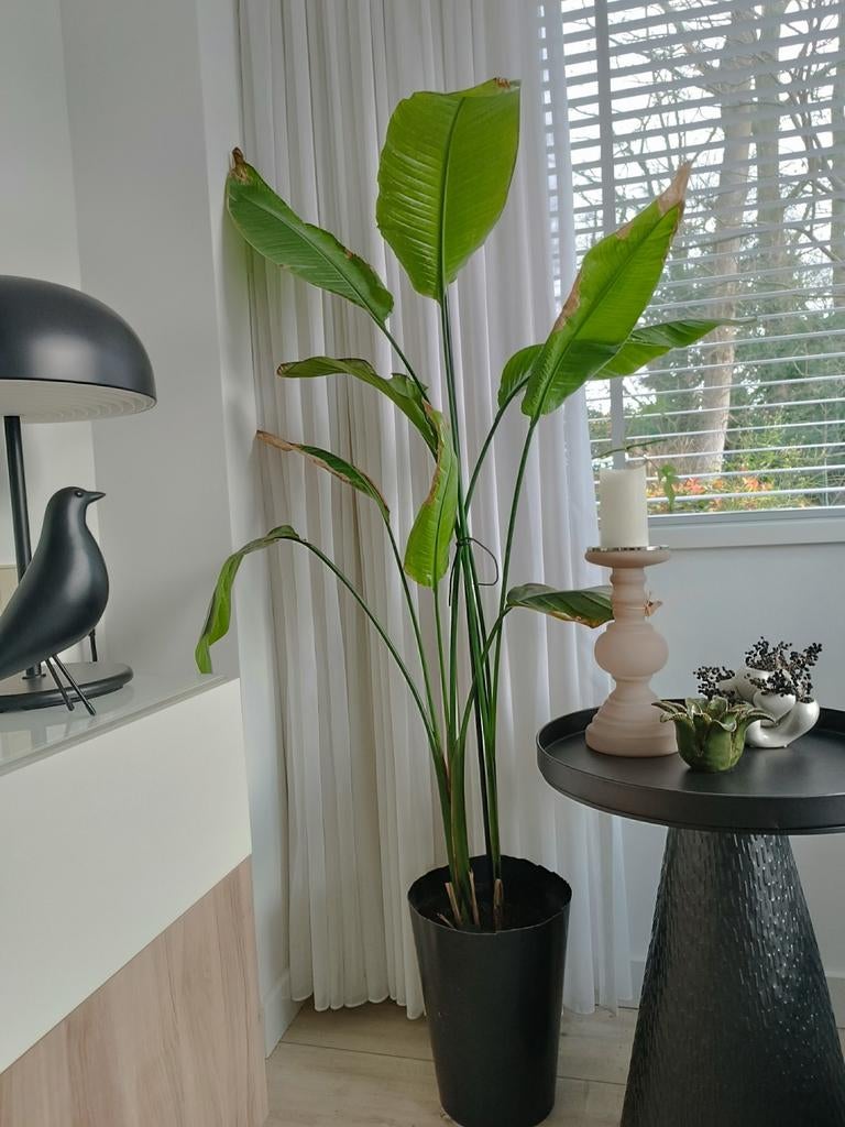 Strelitzia - 150cm, Huis en Inrichting, Ophalen, 100 tot 150 cm, Overige soorten, Halfschaduw